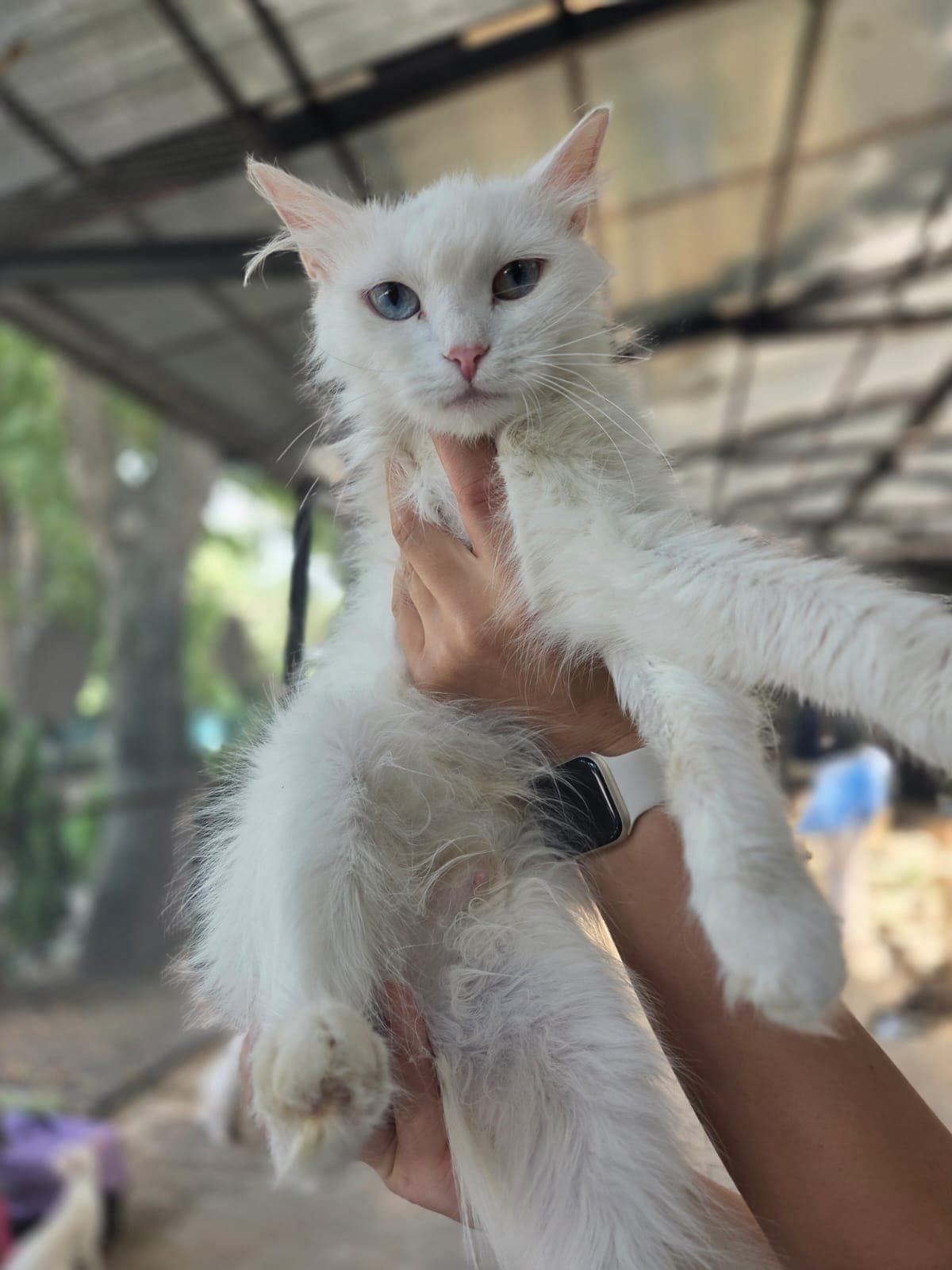 Firu Melez Köpek fotoğrafı