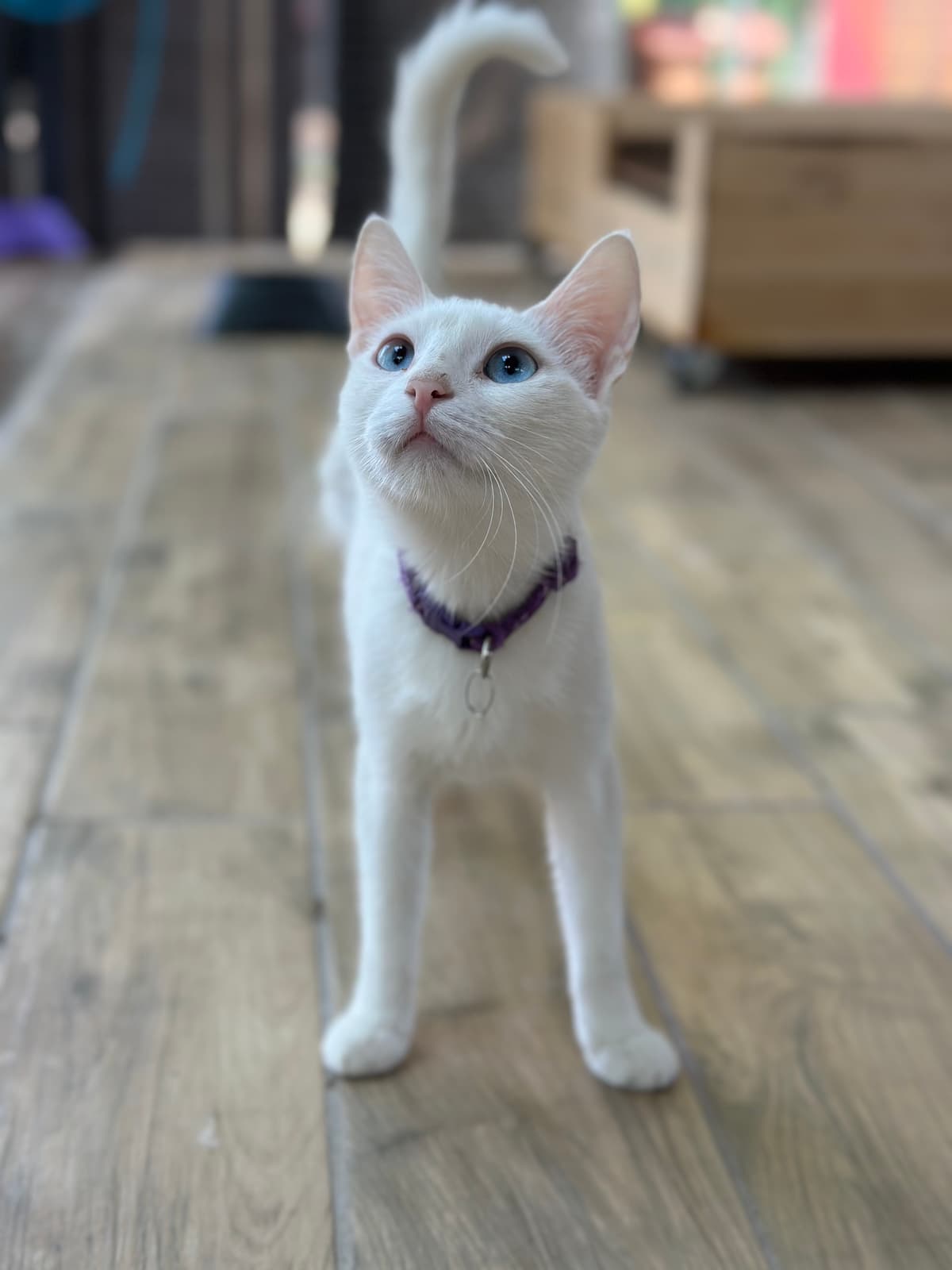 Karin Melez Köpek fotoğrafı