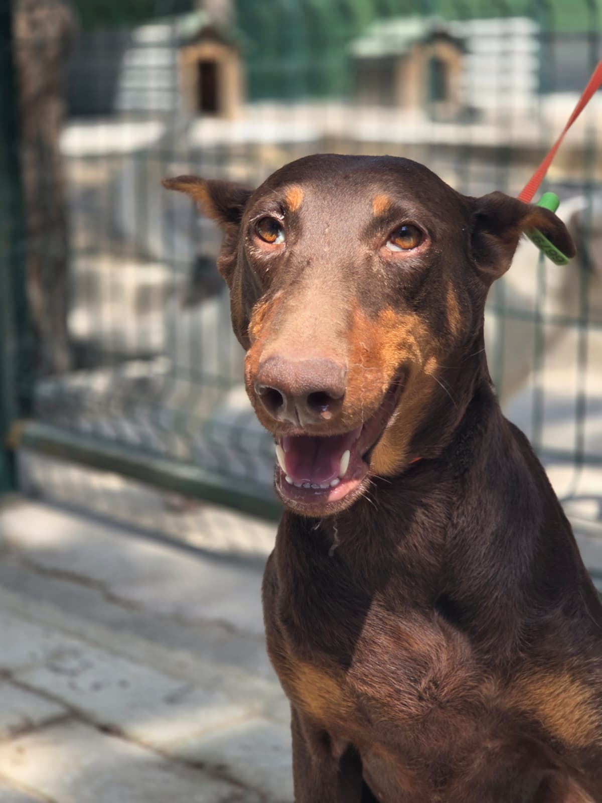 Lady Melez Köpek fotoğrafı
