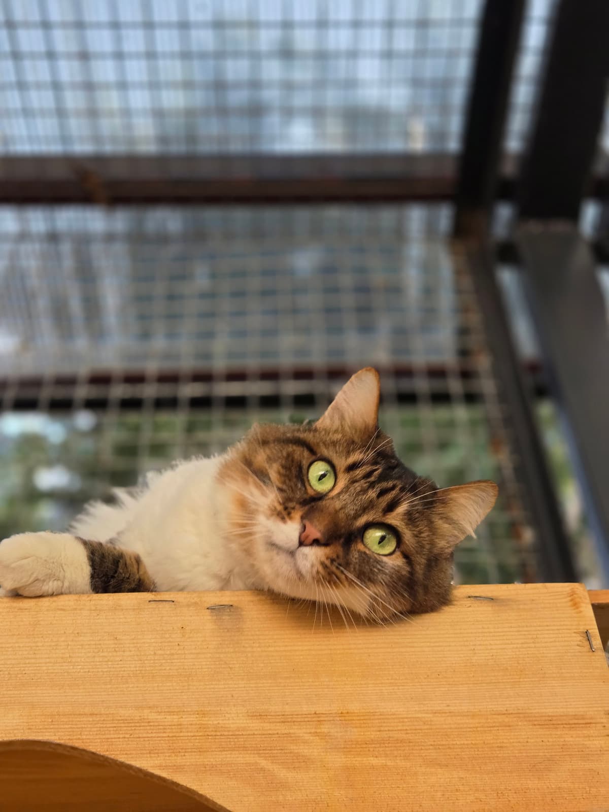 Latife Melez Köpek fotoğrafı