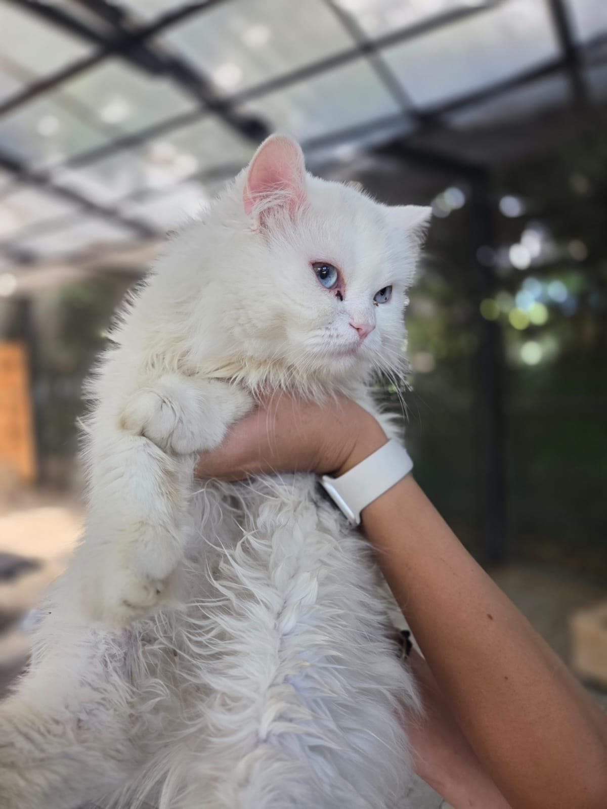 Leydi Melez Köpek fotoğrafı
