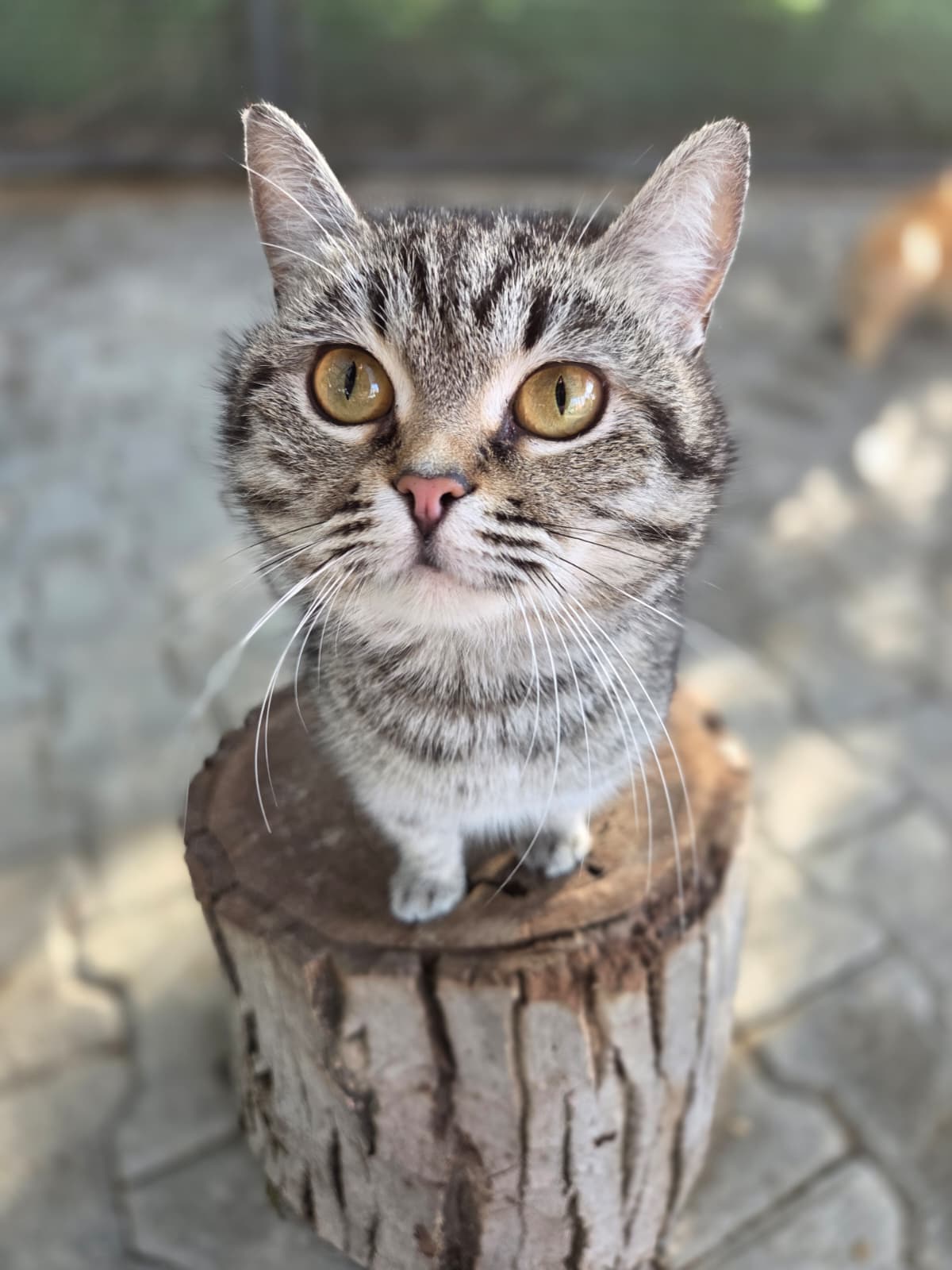 Lola Melez Köpek fotoğrafı