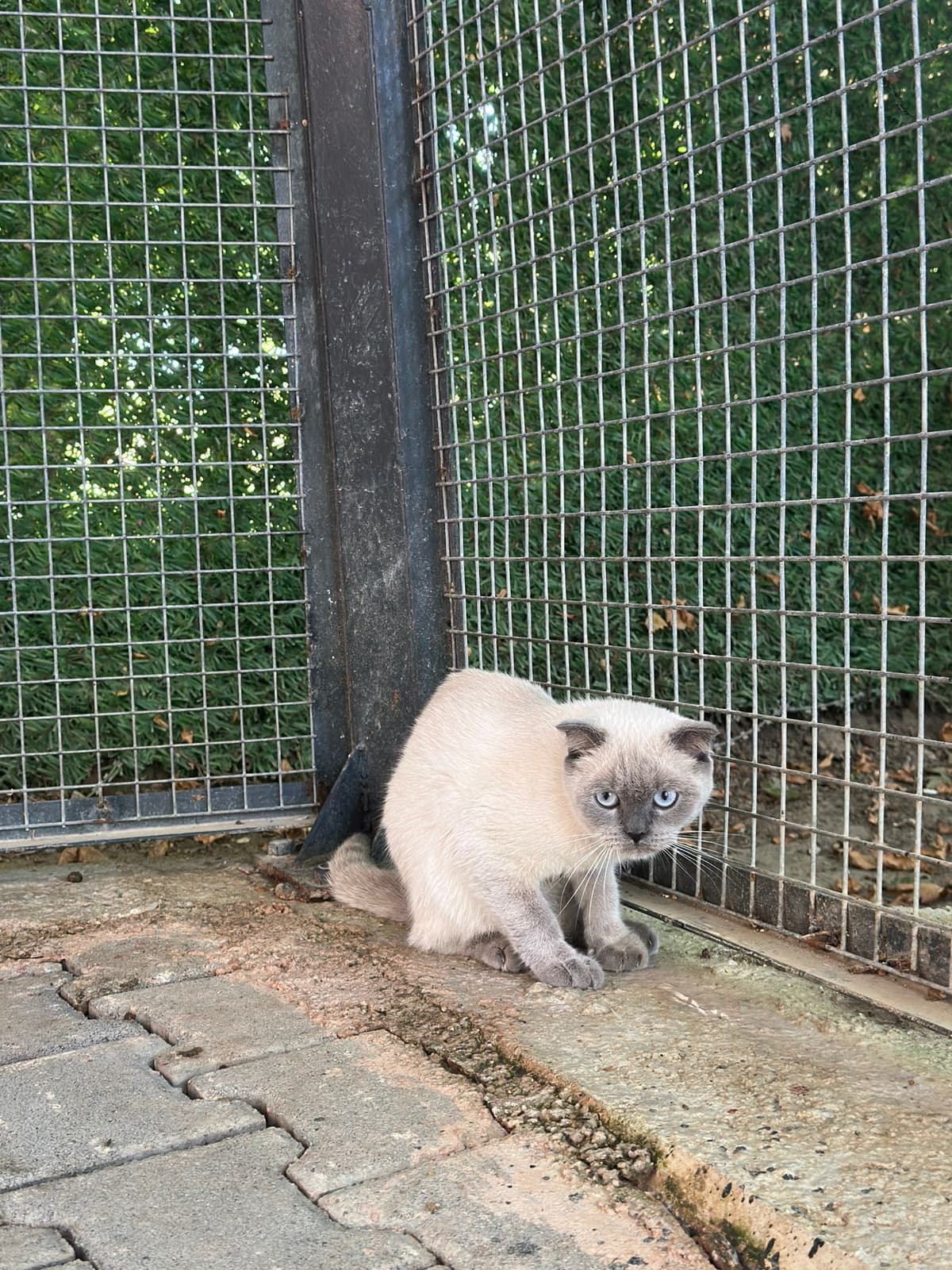 Lolo Melez Köpek fotoğrafı
