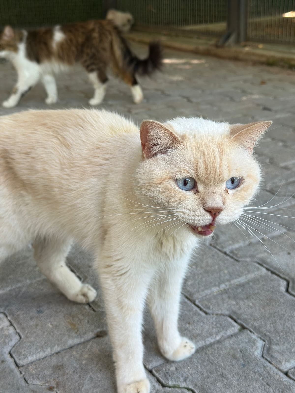 Manki Melez Köpek fotoğrafı