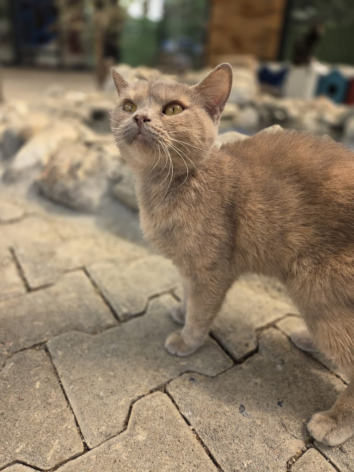 Mintoş Melez Köpek fotoğrafı