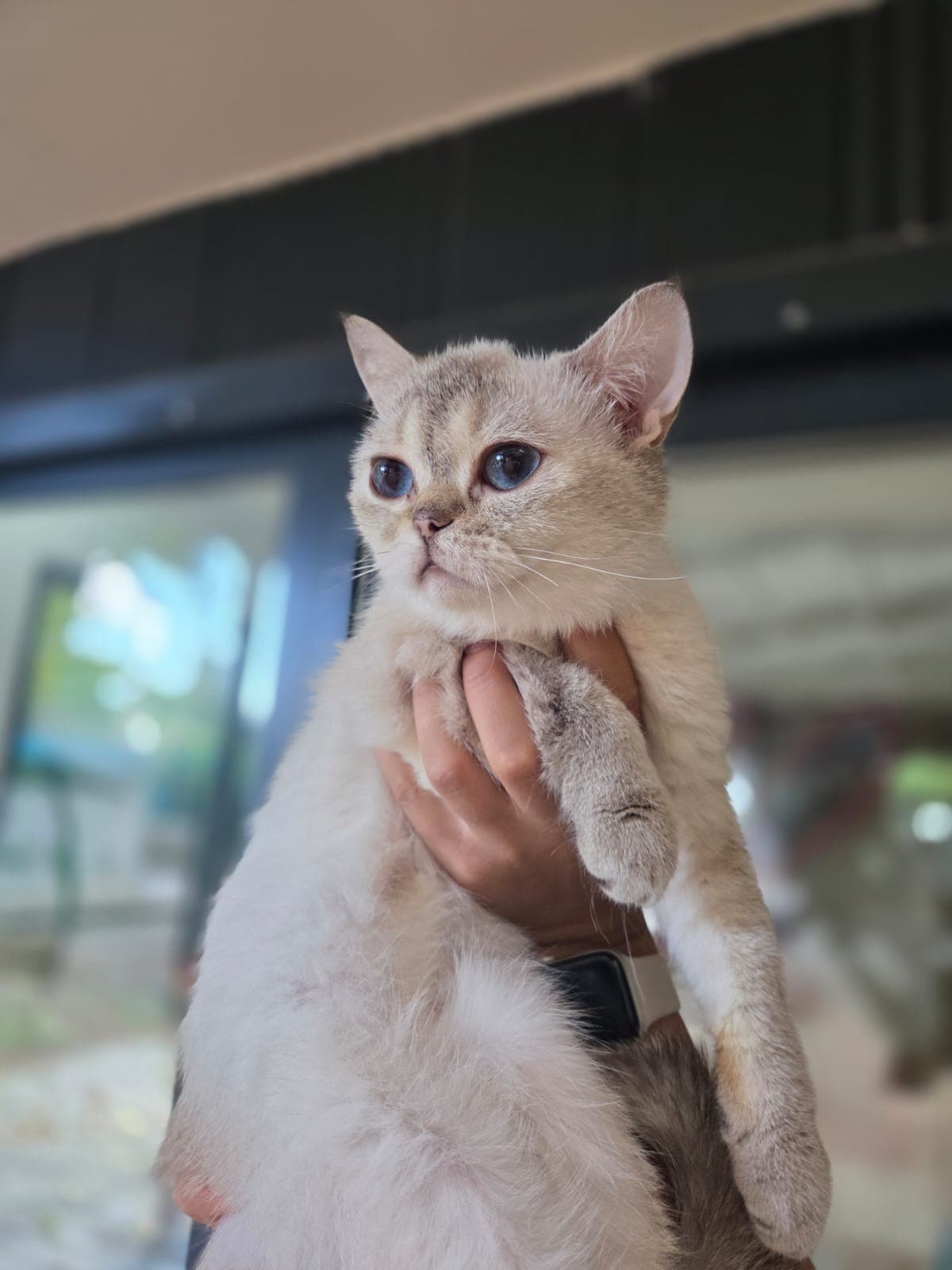Nohut Melez Köpek fotoğrafı