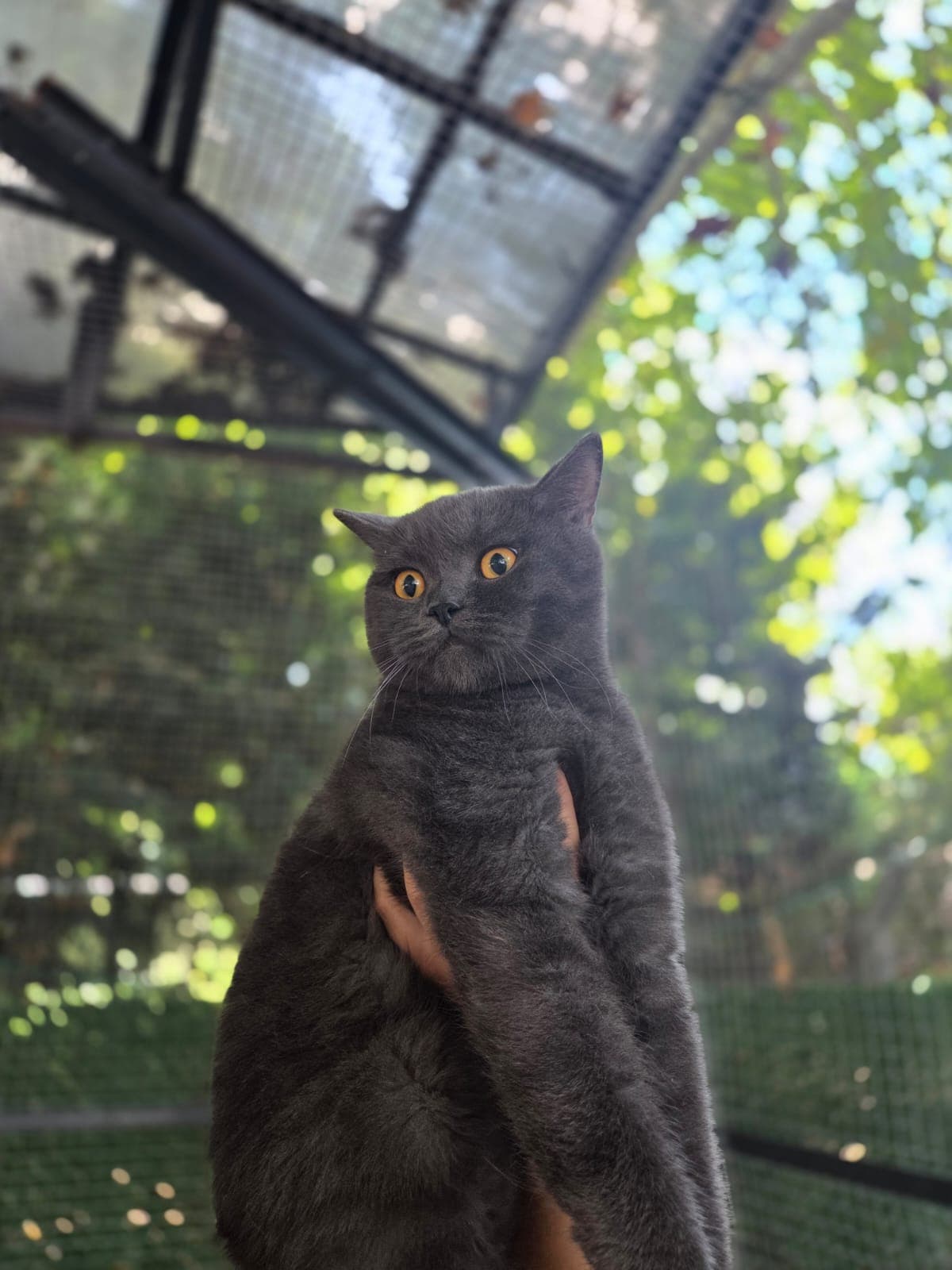 Nori Melez Köpek fotoğrafı