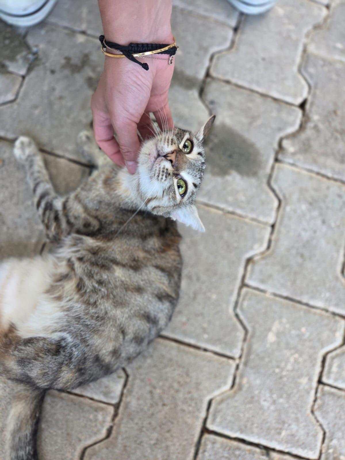 Olya Melez Köpek fotoğrafı