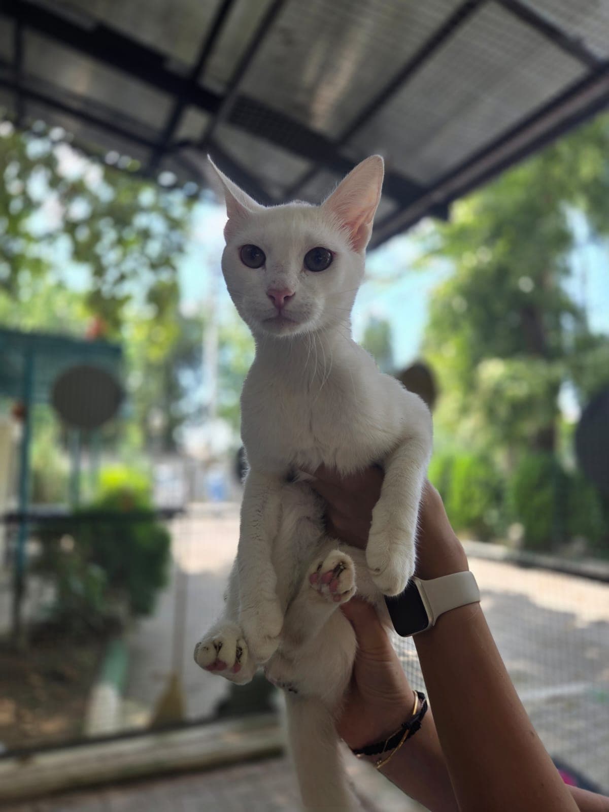 Omi Melez Köpek fotoğrafı
