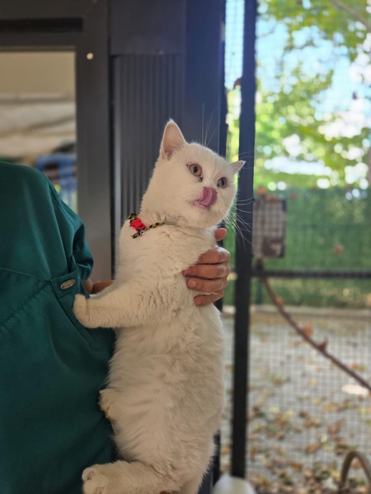 Piku Melez Köpek fotoğrafı
