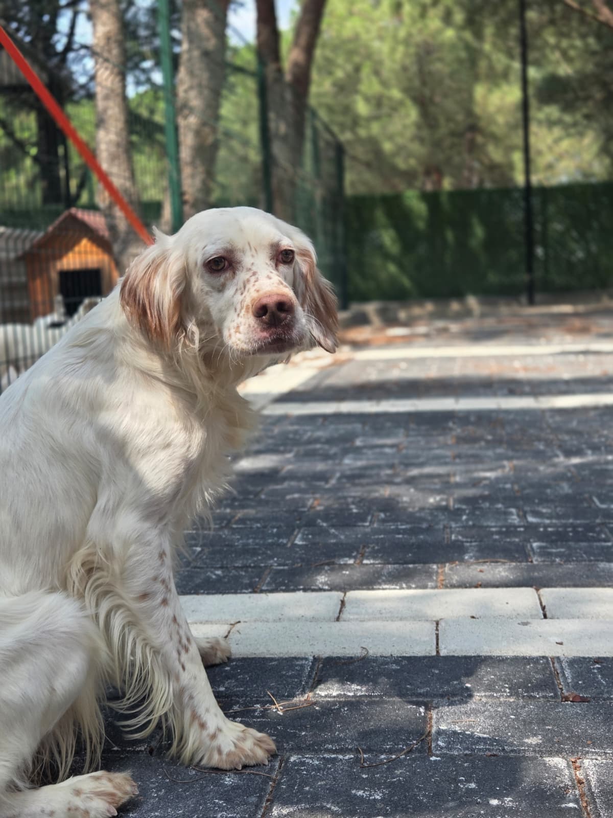 Pirra Melez Köpek fotoğrafı