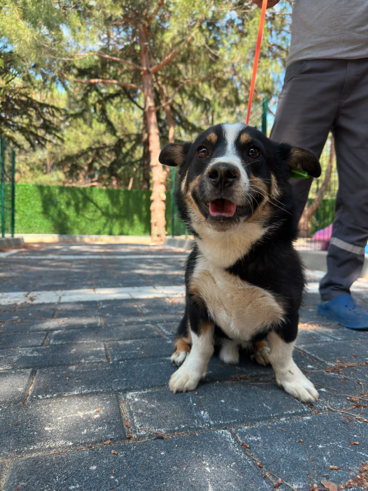 Sevimli Melez Köpek fotoğrafı