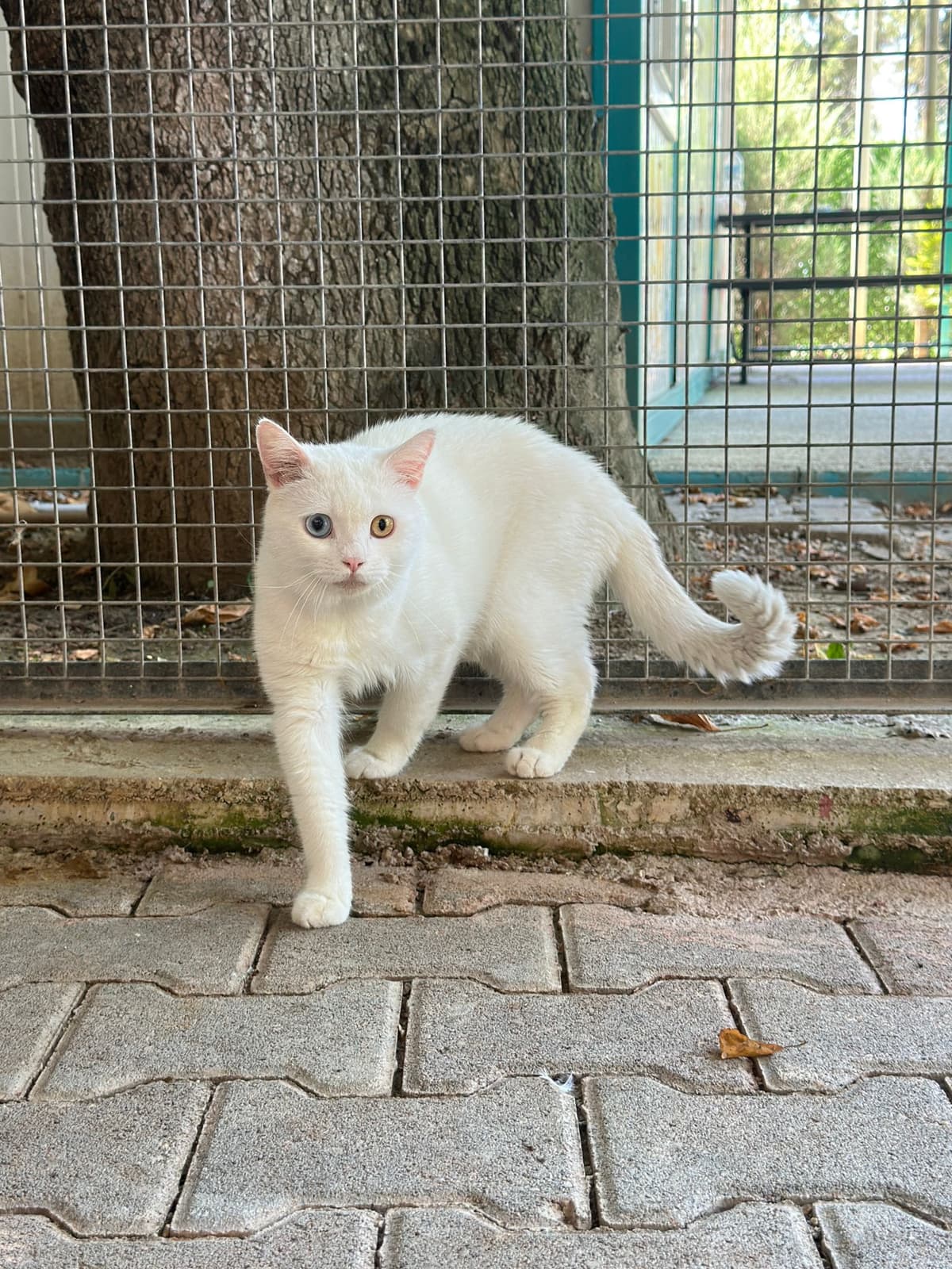 Sipi Melez Köpek fotoğrafı