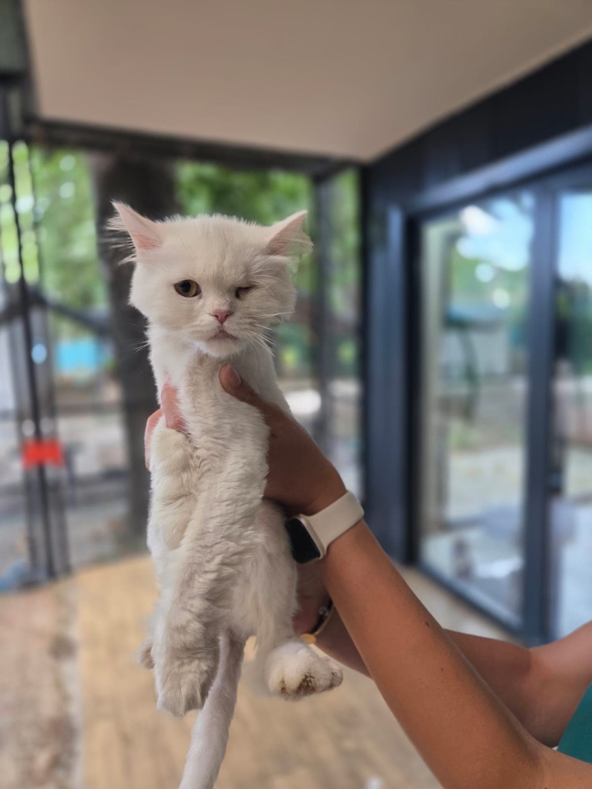 Sumi Melez Köpek, Bursa