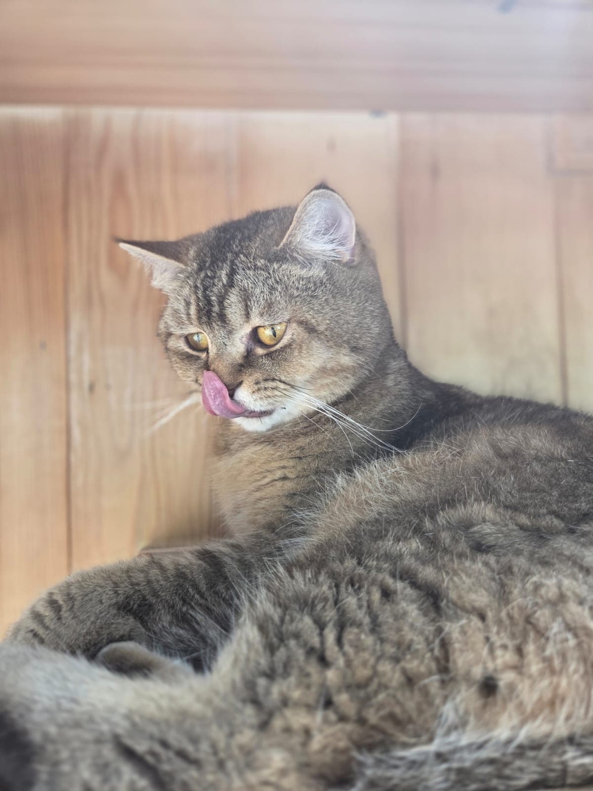 Tavi Melez Köpek fotoğrafı