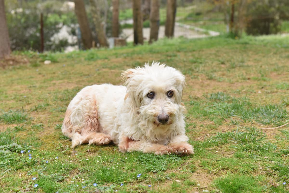 Teri Melez Köpek fotoğrafı