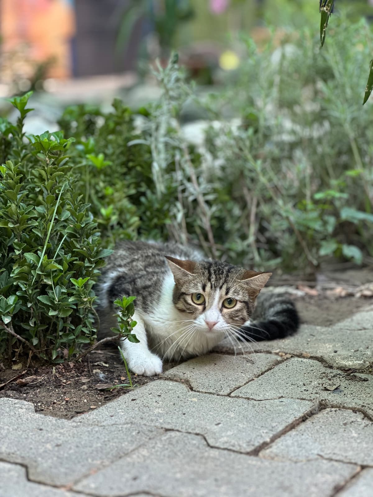 Tini Melez Köpek fotoğrafı