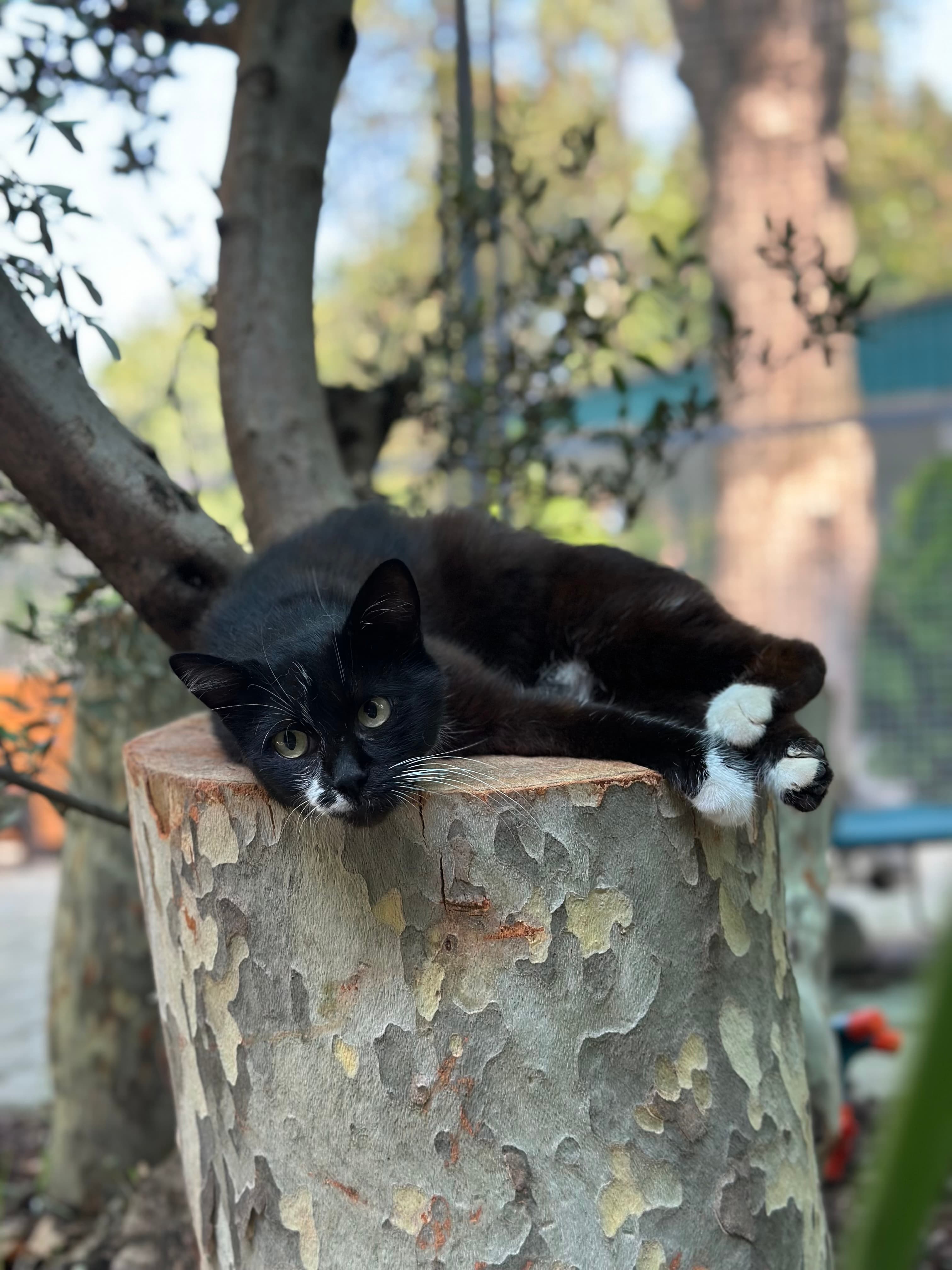 Yildirim Tripod Melez Köpek, Bursa