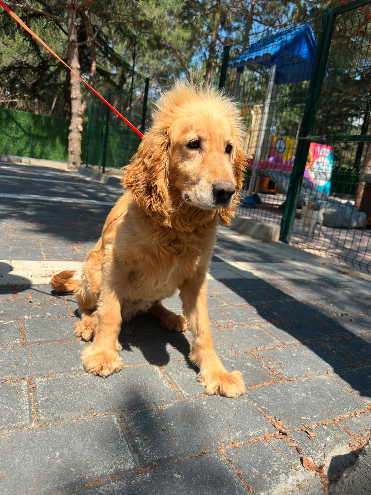 Tüylü Melez Köpek fotoğrafı