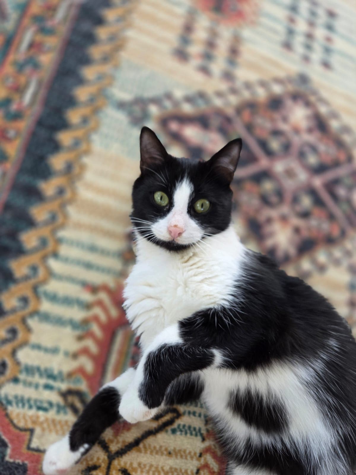 Yami Melez Köpek fotoğrafı