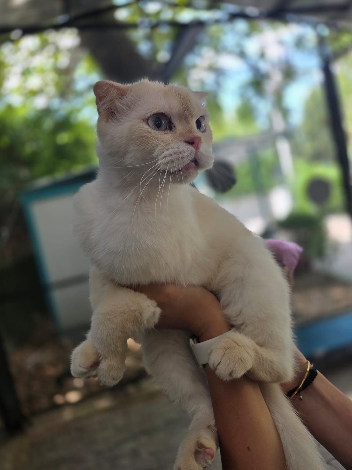 Yori Melez Köpek fotoğrafı