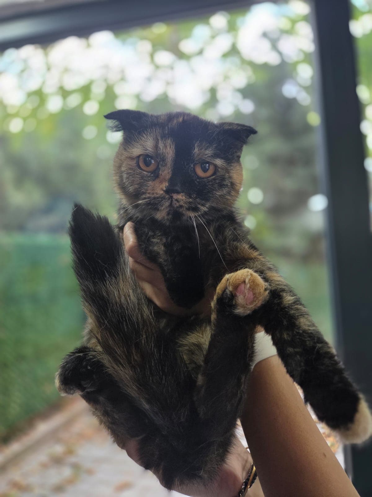 Yuna Melez Köpek fotoğrafı