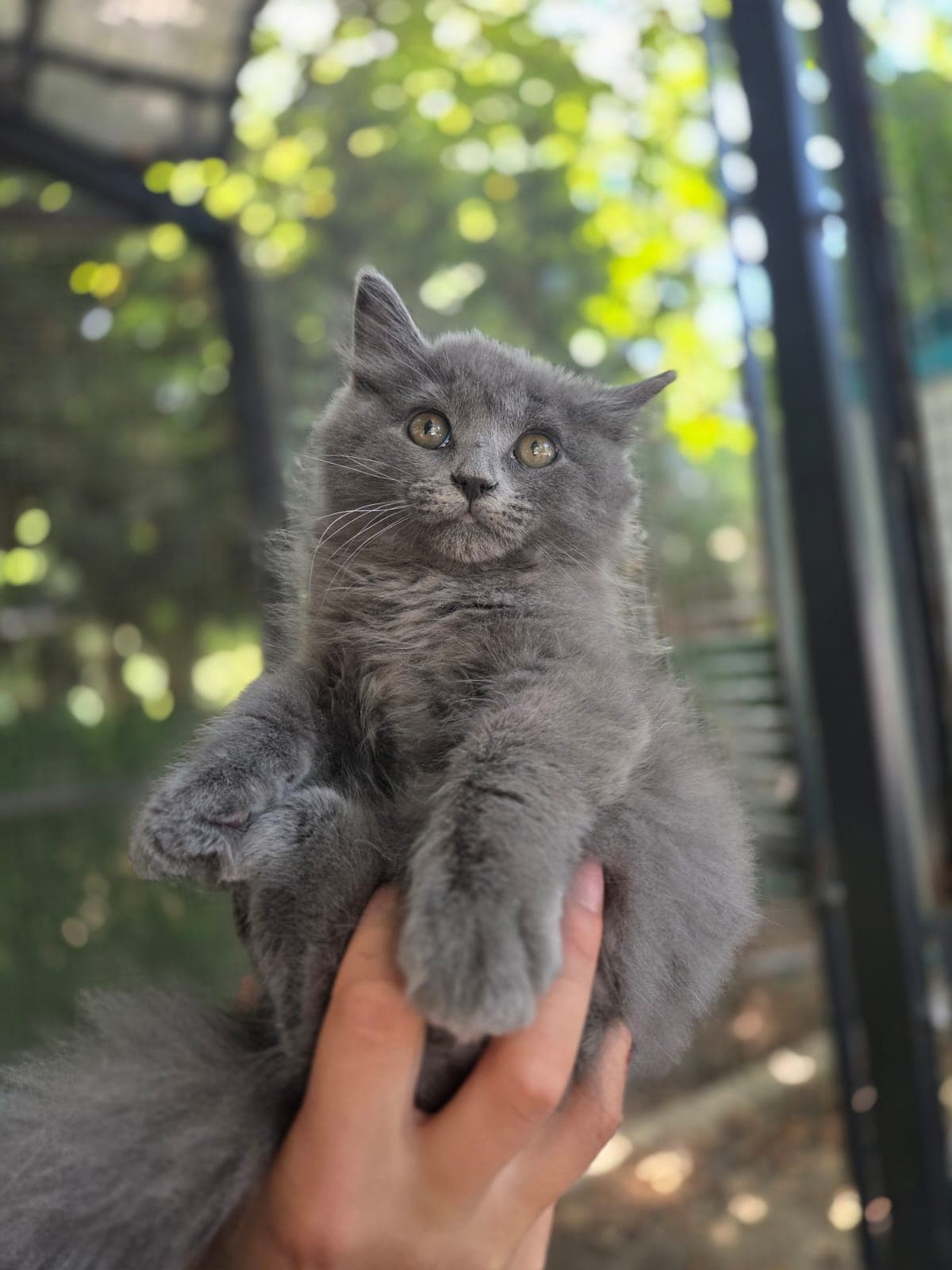 Zuno Melez Köpek fotoğrafı