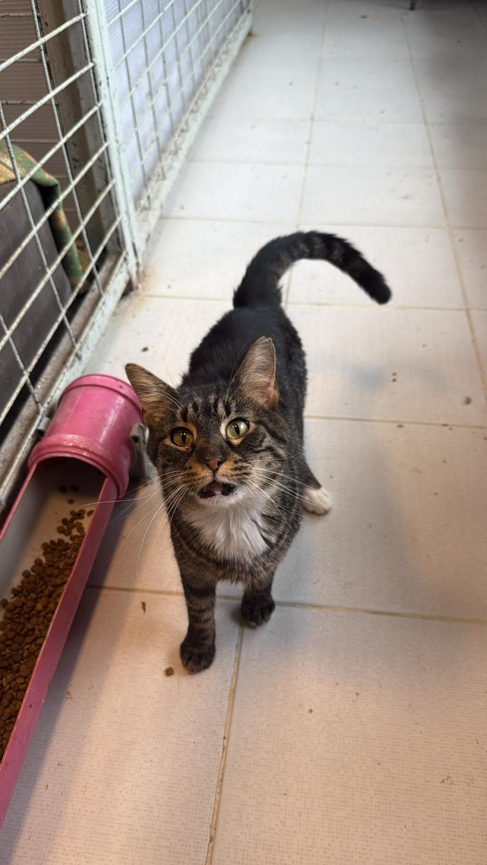 Fatih Panduf Tekir Kedi fotoğrafı