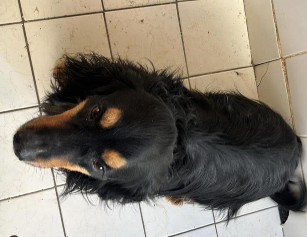 Fatih Lokum İngiliz Cocker Spaniel Köpek fotoğrafı