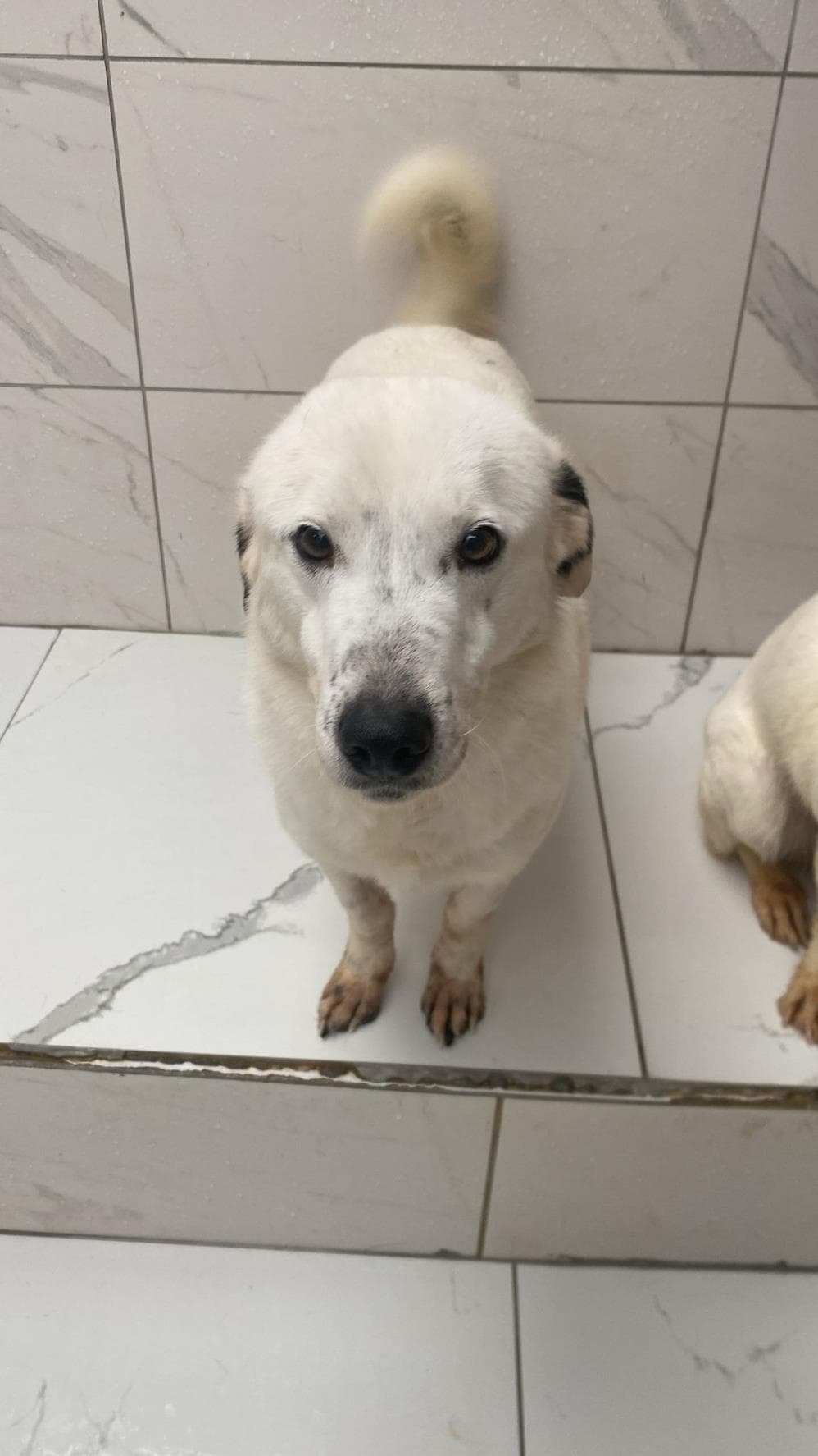 Fatih Barni Melez Köpek fotoğrafı