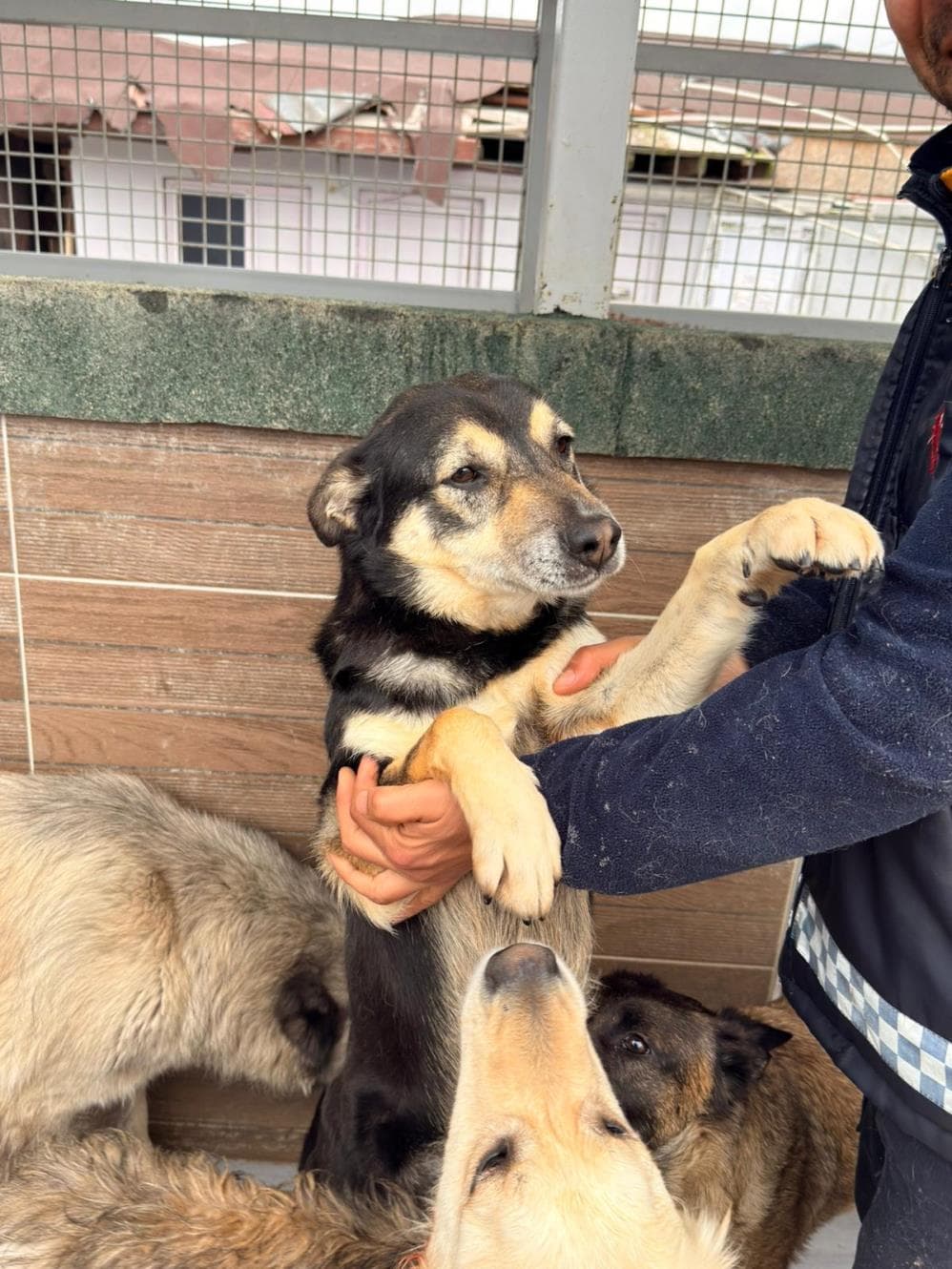Fatih Gümüş Melez Köpek fotoğrafı