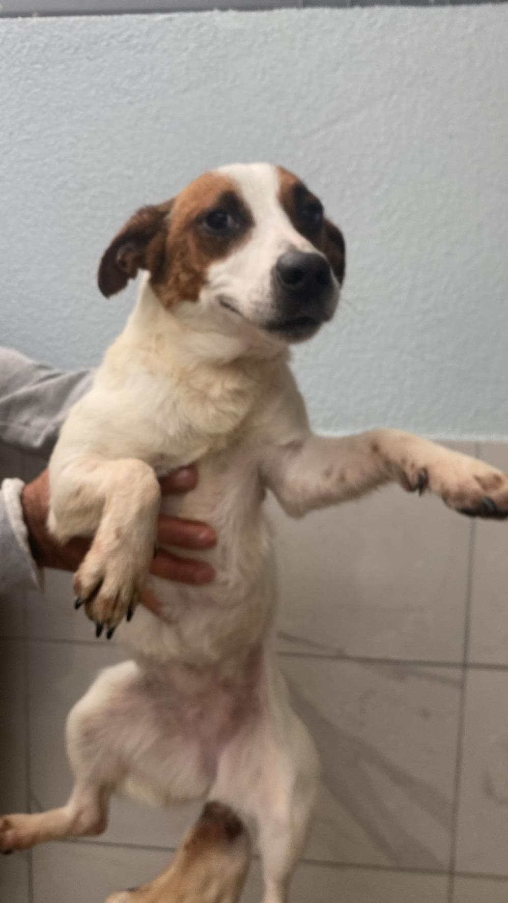Fatih Kahve Jack Russell Terrier Köpek fotoğrafı