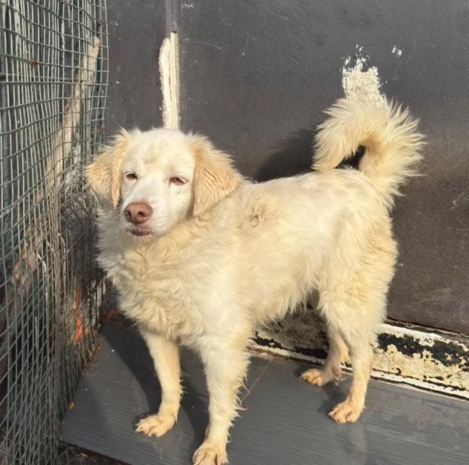 Fatih Fox Melez Köpek fotoğrafı