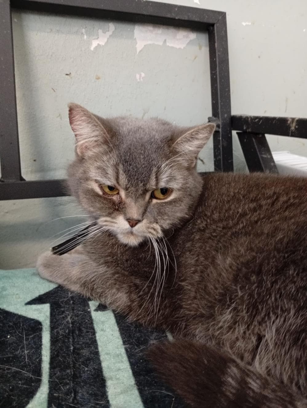 Fatih Zeus Exotic Shorthair Köpek fotoğrafı