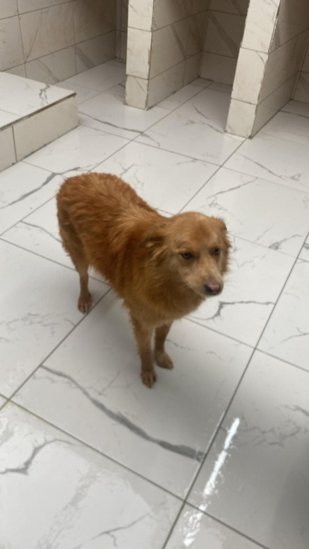 Fatih Balkız Melez Köpek fotoğrafı