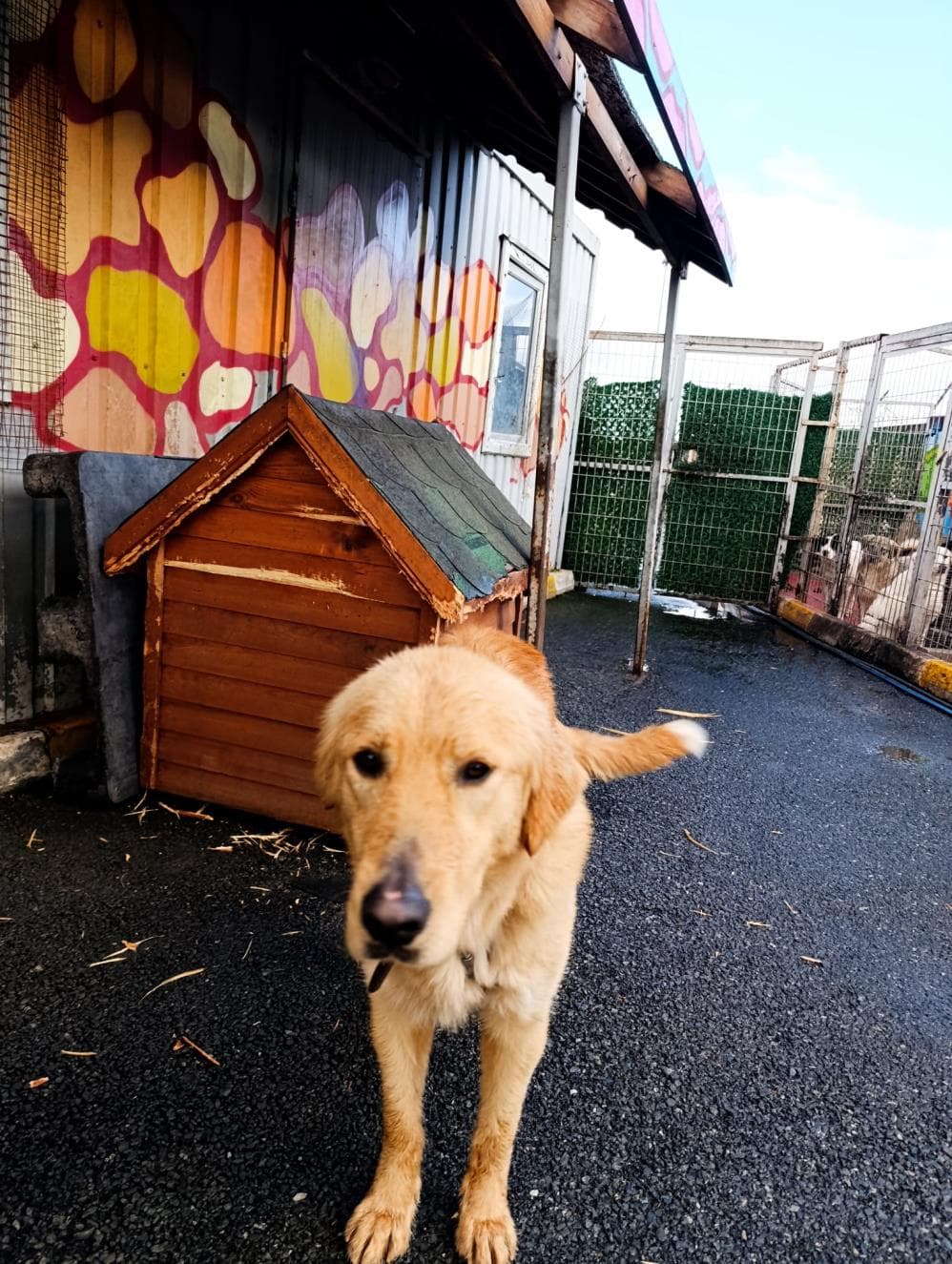 Fatih Kaju Giant Retriever Köpek fotoğrafı