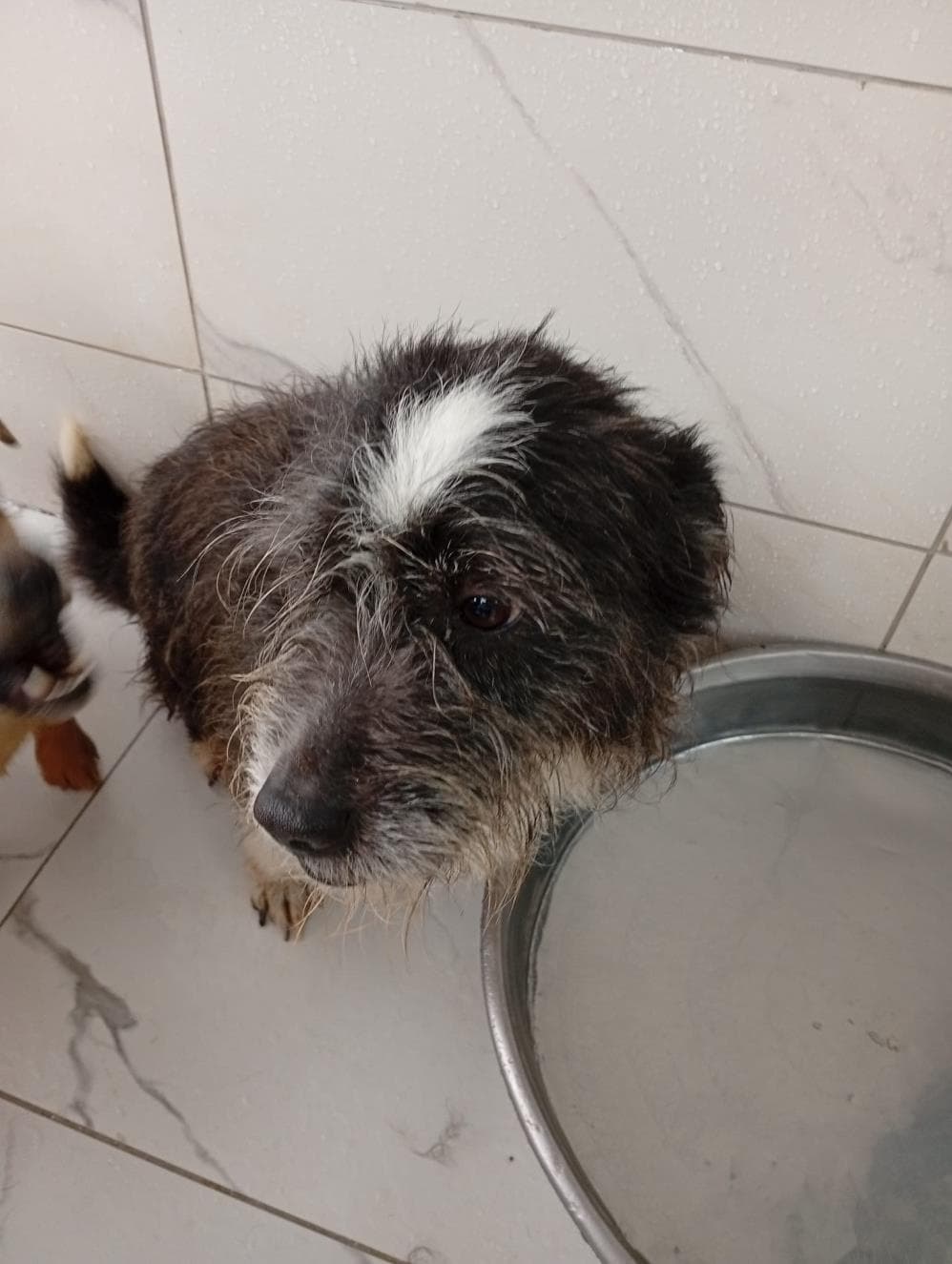 Fatih Şanslı Melez Köpek fotoğrafı