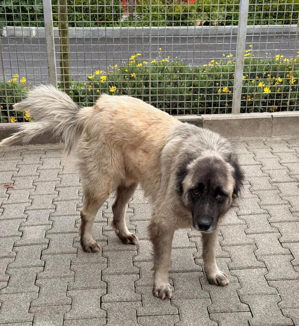 Fatih Tosun Kafkas Çoban Köpeği Köpek fotoğrafı