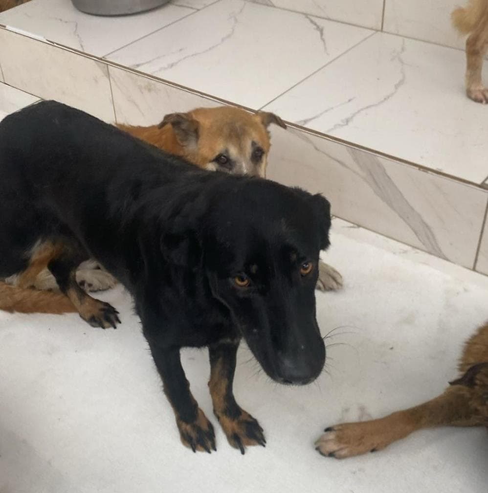Fatih Masal Melez Köpek fotoğrafı