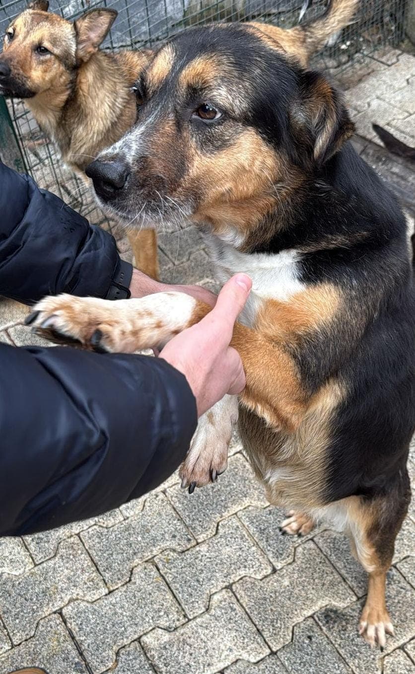 Fatih Mantı Melez Köpek fotoğrafı