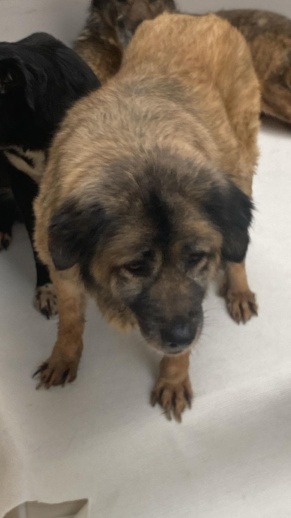 Fatih Dori Melez Köpek fotoğrafı