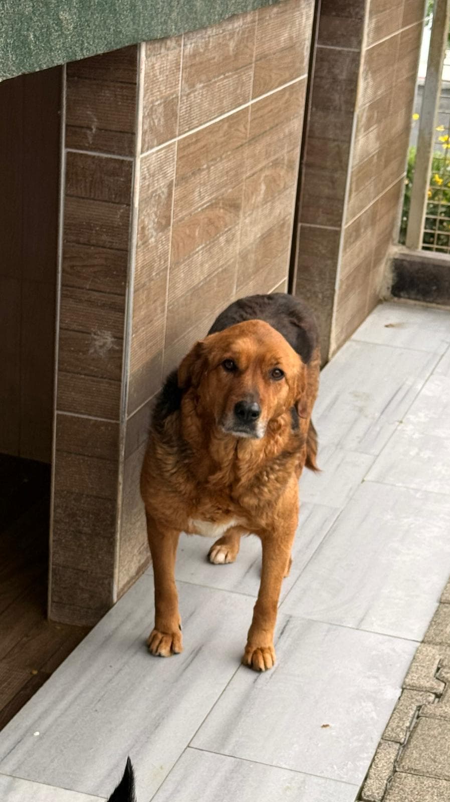 Fatih Kyle Melez Köpek fotoğrafı