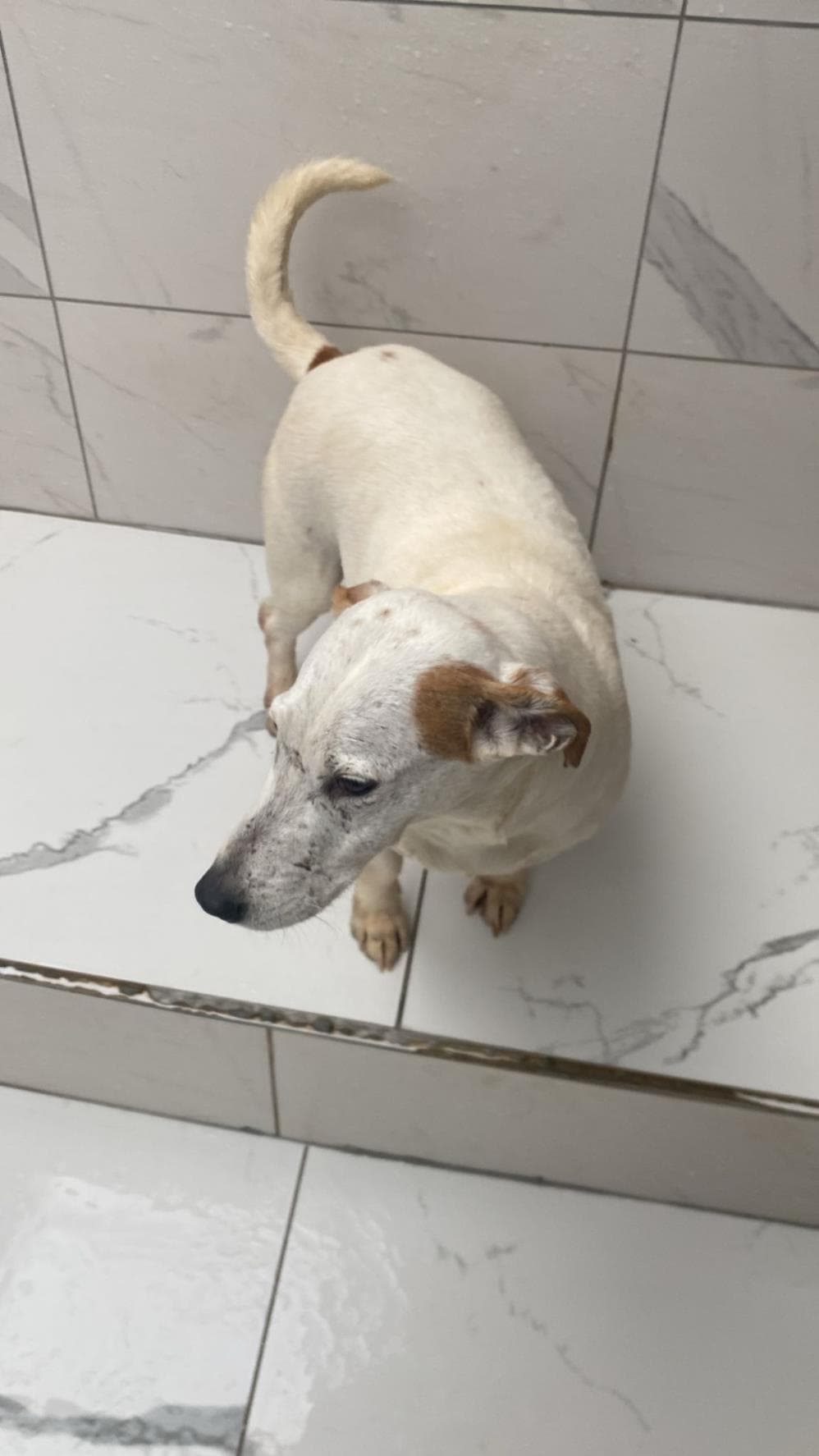 Fatih Köpük Jack Russell Terrier Köpek fotoğrafı