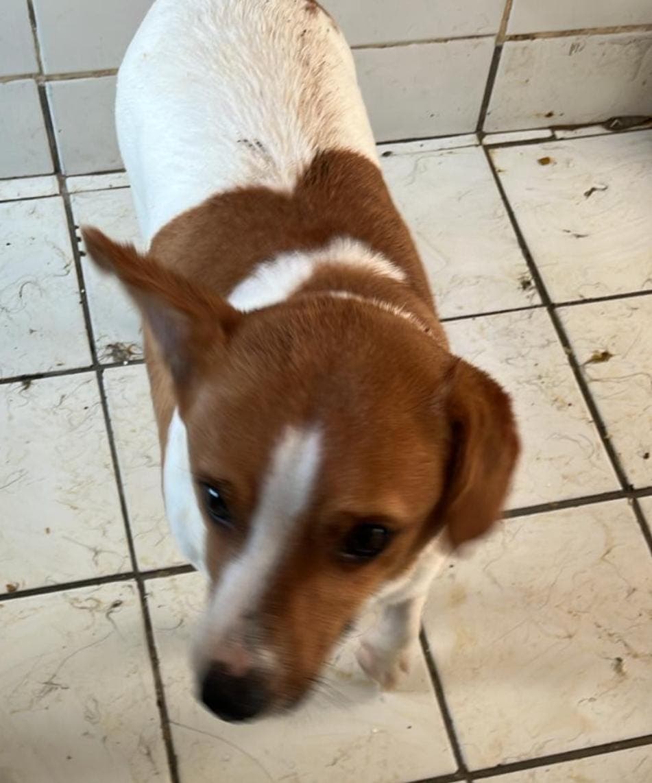 Fatih Buddy Jack Russell Terrier Köpek fotoğrafı