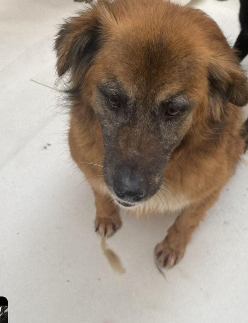 Fatih Joy Melez Köpek fotoğrafı