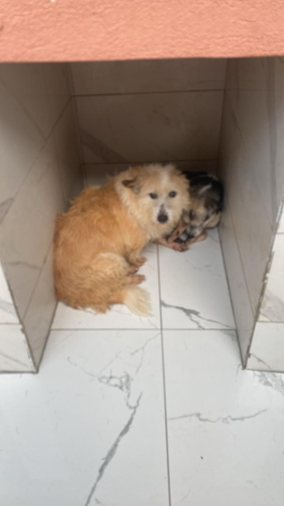 Fatih Dut Melez Köpek fotoğrafı