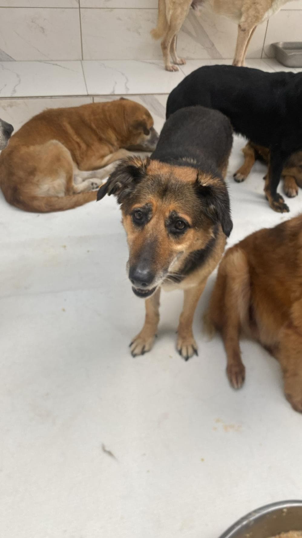 Fatih Jenny Melez Köpek fotoğrafı