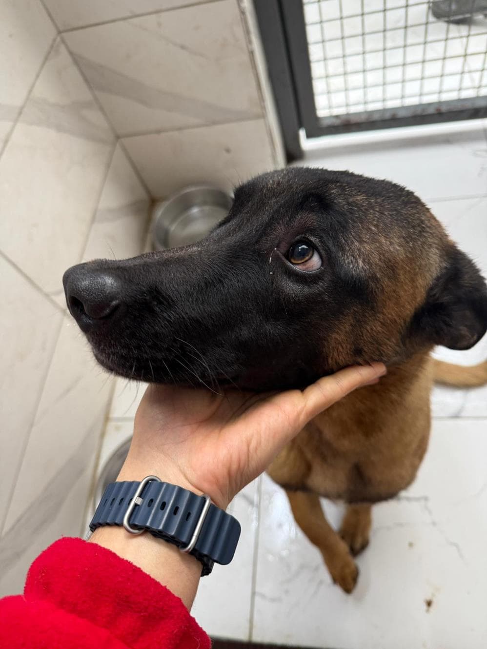 Fatih Helix Belçika Kurt Köpeği Köpek fotoğrafı