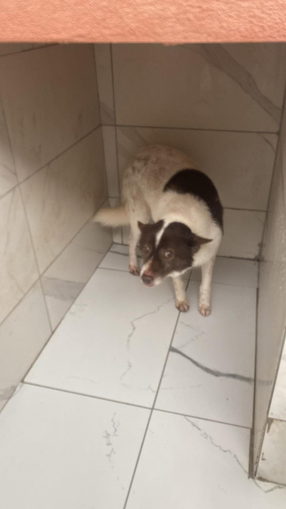 Fatih Mango Melez Köpek fotoğrafı