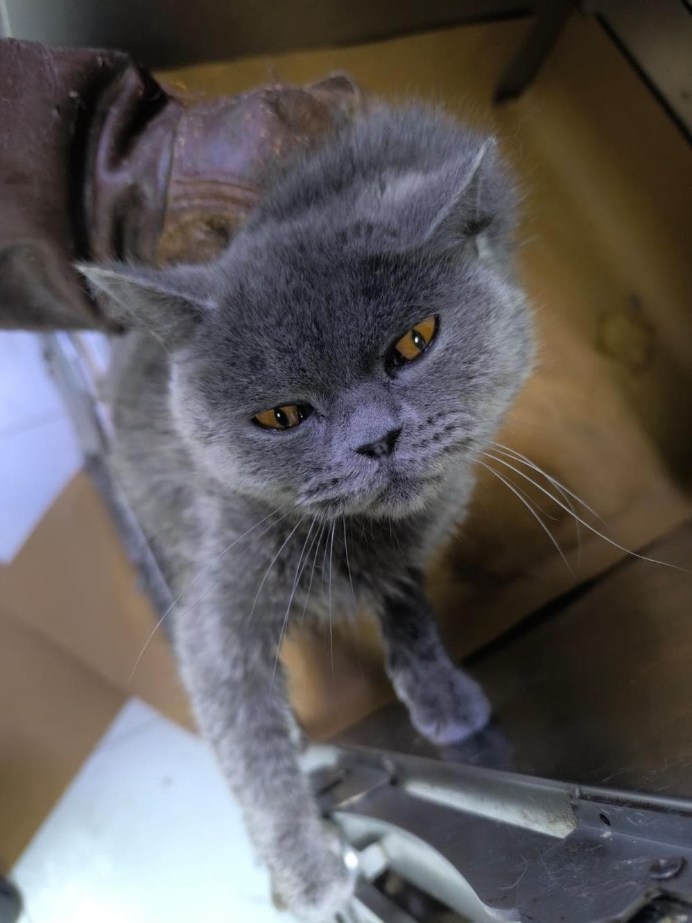 Fatih Mayıs British Shorthair Kedi fotoğrafı